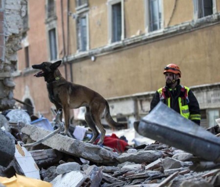 Cani salvano vite nel terremoto tweet di Mauro