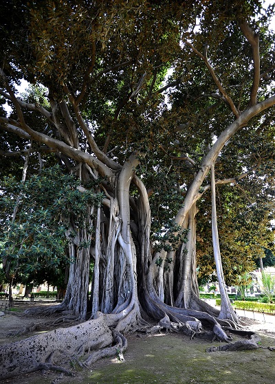 Tra gli ultimi e i primi. Un intreccio di storie che continua ancora oggi, fin dal medioevo. PIAZZA MARINA a Palermo fotografia di Giulio Azzarello ©2016-2017.
Ficus dentro la villa.