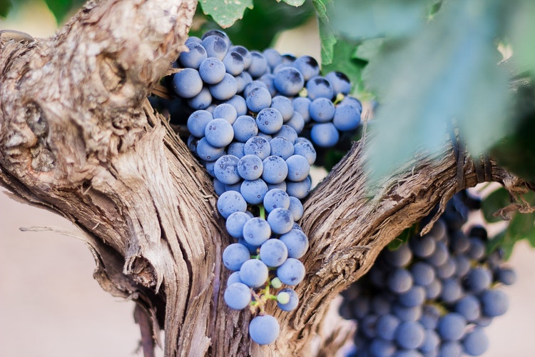 Grappolo uva nera da vino foto di Nacho Dominguez Argenta da unsplash