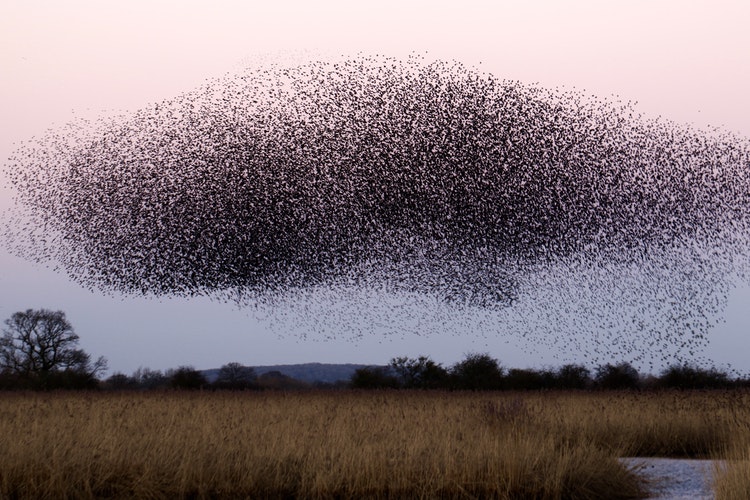 Swarm di James Wainscoat da Unsplash