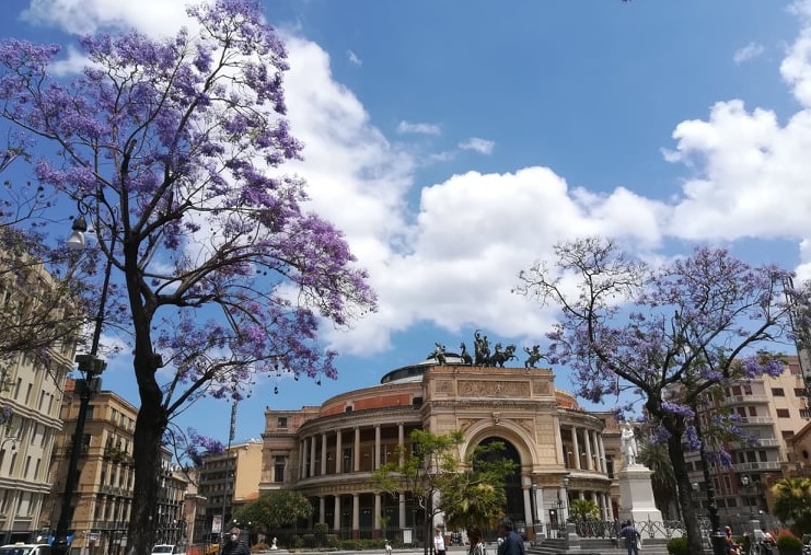 Cicale al centro di Palermo